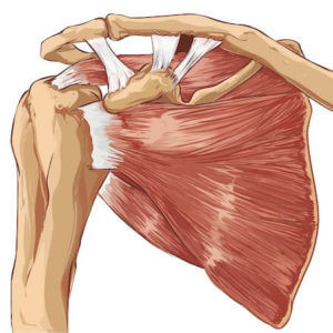 Illustration der Muskeln des Schultergelenks